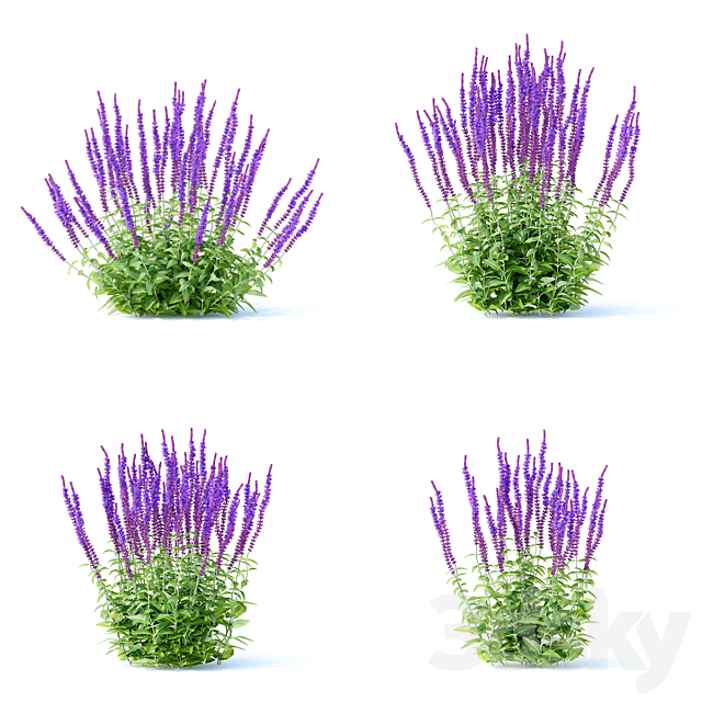 Sage Oak Flowers | Salvia nemorosa 3ds Max - thumbnail 3