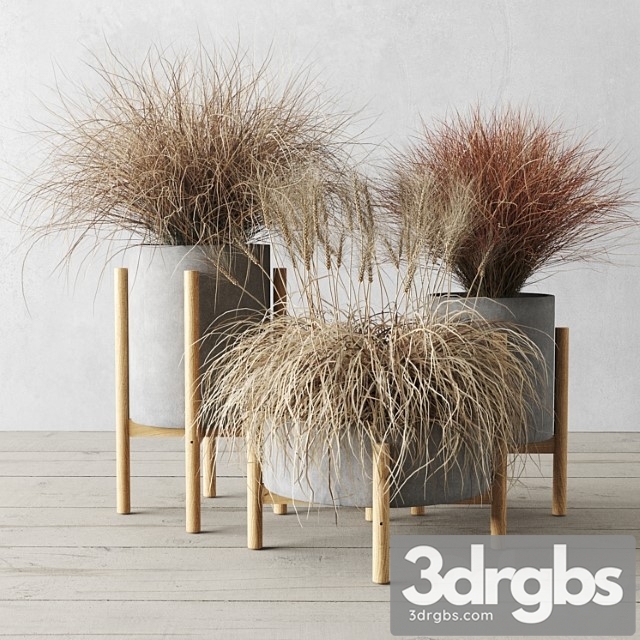 Sedge in Concrete Pots 3dsmax Download - thumbnail 1