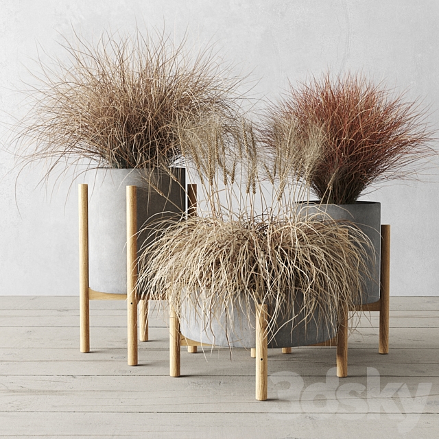 Sedge in concrete pots 3DSMax File - thumbnail 1