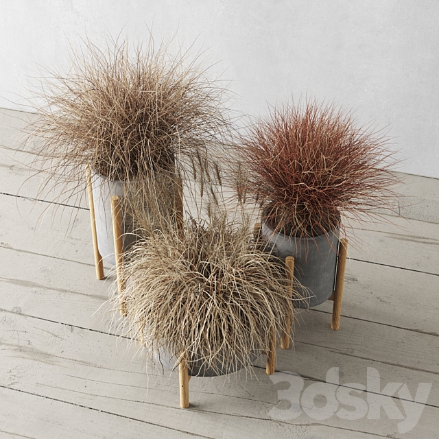 Sedge in concrete pots 3DSMax File - thumbnail 4