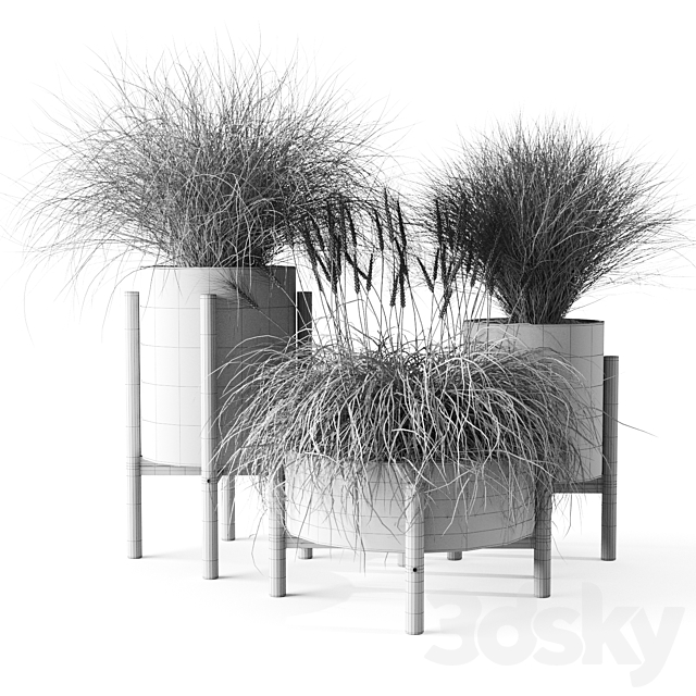 Sedge in concrete pots 3DSMax File - thumbnail 5