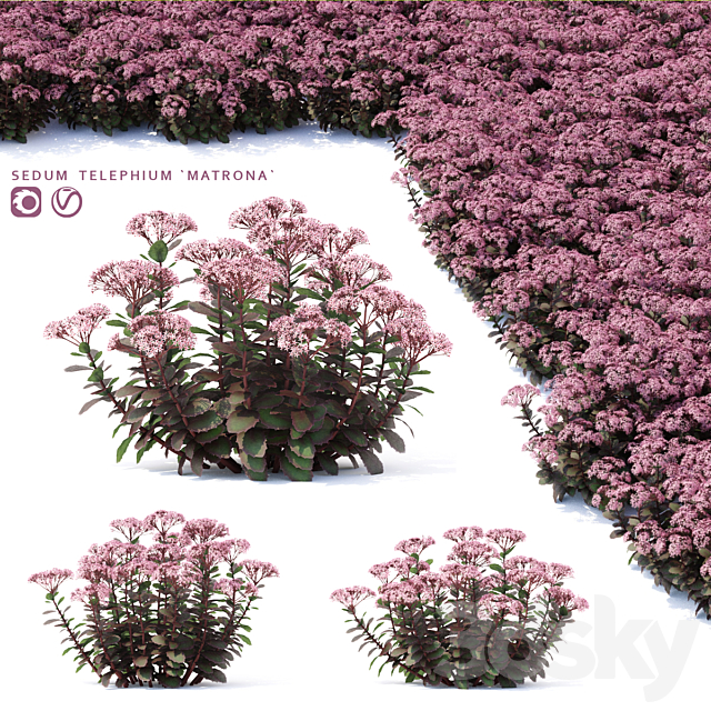 Sedum stonecrop flowers | Sedum telephium matrona 3ds Max - thumbnail 1