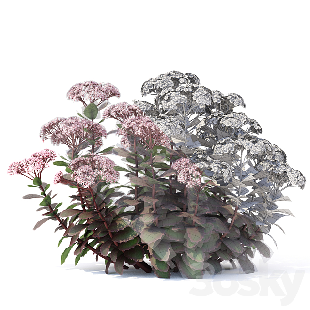 Sedum stonecrop flowers | Sedum telephium matrona 3ds Max - thumbnail 2