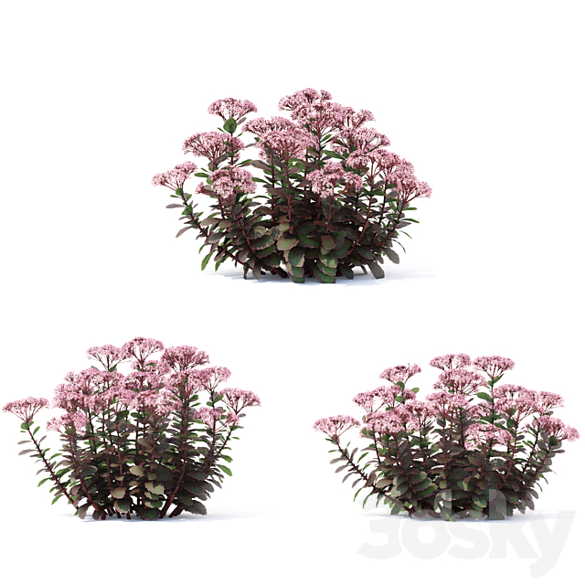 Sedum stonecrop flowers | Sedum telephium matrona 3ds Max - thumbnail 3