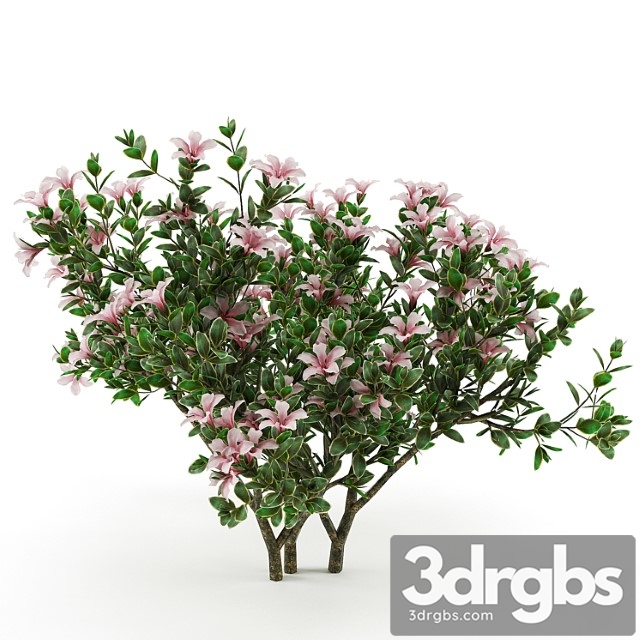 Serissa Foetida Flora 3dsmax Download - thumbnail 1