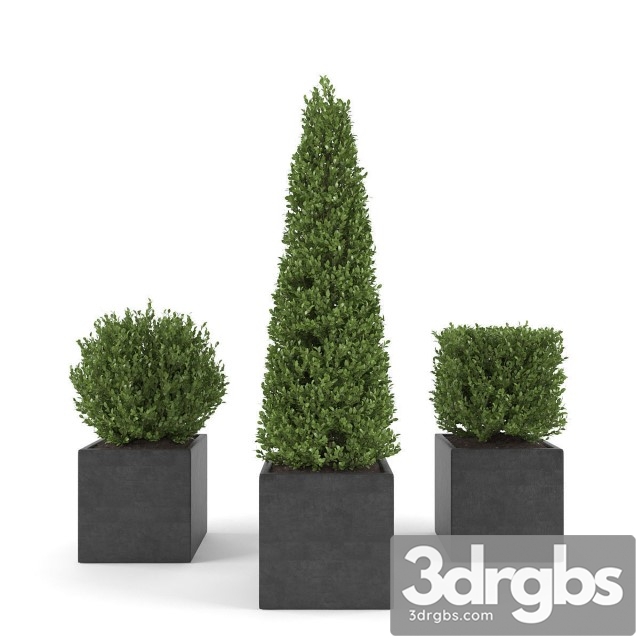 Set 2 Conifer Tree Square Pot 3dsmax Download - thumbnail 1