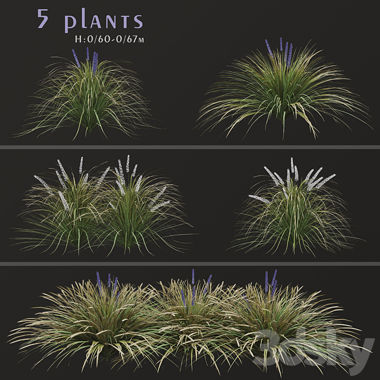 Set of Ophiopogon jaburan Plants (Dwarf lilyturf) (5 Plants) 3DS Max Model - thumbnail 1