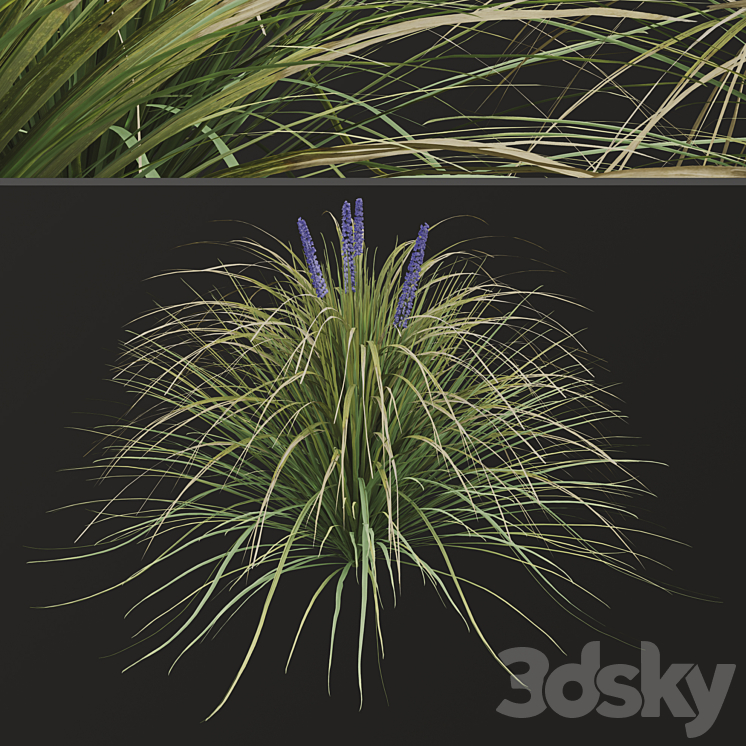 Set of Ophiopogon jaburan Plants (Dwarf lilyturf) (5 Plants) 3DS Max Model - thumbnail 2