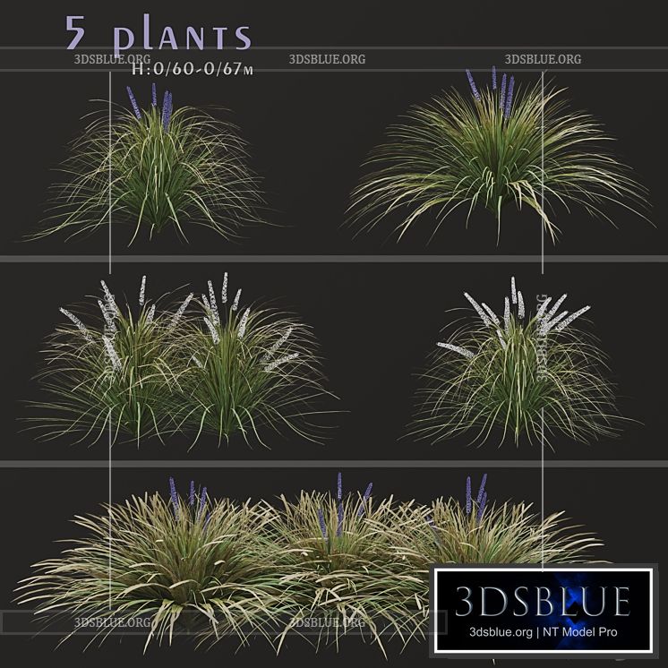 Set of Ophiopogon jaburan Plants (Dwarf lilyturf) (5 Plants) 3DS Max - thumbnail 3