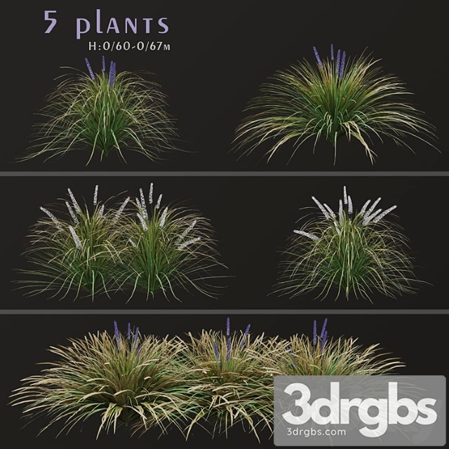 Set of ophiopogon jaburan plants (dwarf lilyturf) (5 plants) - thumbnail 1