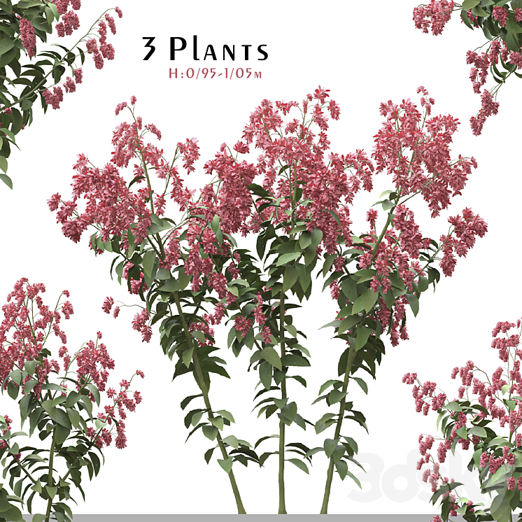 Set of Polygonum Orientale Plant ( Princes Feather ) ( 3 Plants ) 3DS Max Model - thumbnail 1