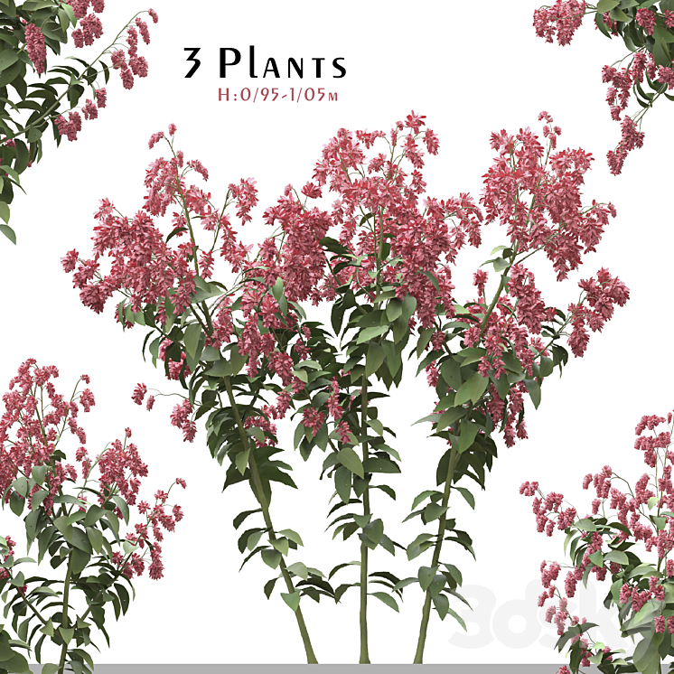 Set of Polygonum Orientale Plant ( Princes Feather ) ( 3 Plants ) 3DS Max - thumbnail 1