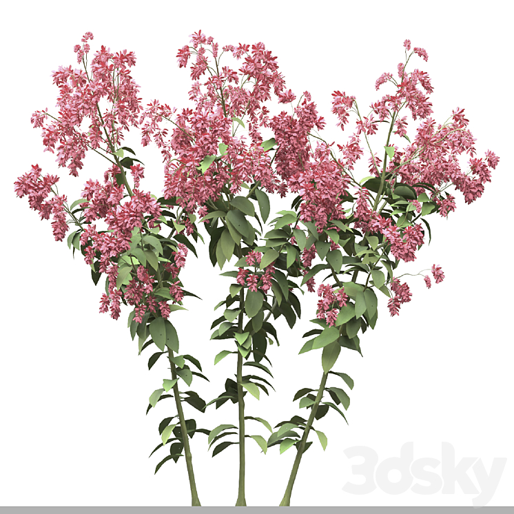 Set of Polygonum Orientale Plant ( Princes Feather ) ( 3 Plants ) 3DS Max - thumbnail 2