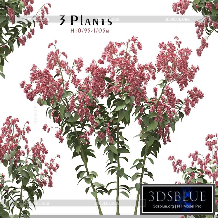 Set of Polygonum Orientale Plant ( Princes Feather ) ( 3 Plants ) 3DS Max - thumbnail 3