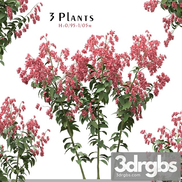 Set of polygonum orientale plant ( princes feather ) ( 3 plants ) - thumbnail 1