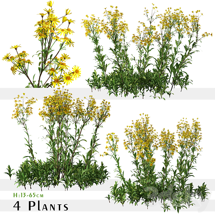 Set of Senecio jacobaea wild flowers (Tansy ragwort) (4 Plants) 3DS Max Model - thumbnail 1