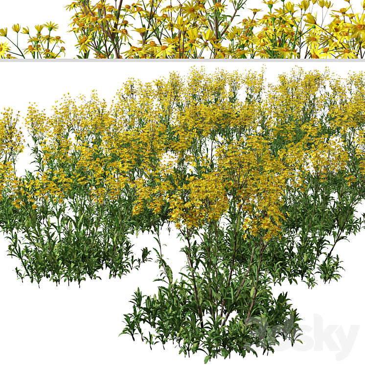 Set of Senecio jacobaea wild flowers (Tansy ragwort) (4 Plants) 3DS Max Model - thumbnail 2