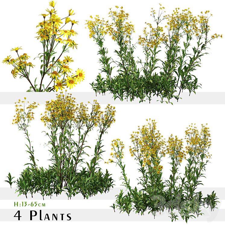 Set of Senecio jacobaea wild flowers (Tansy ragwort) (4 Plants) 3DS Max - thumbnail 1