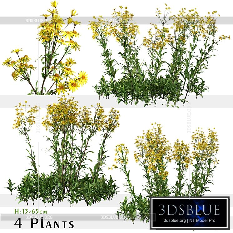 Set of Senecio jacobaea wild flowers (Tansy ragwort) (4 Plants) 3DS Max - thumbnail 3