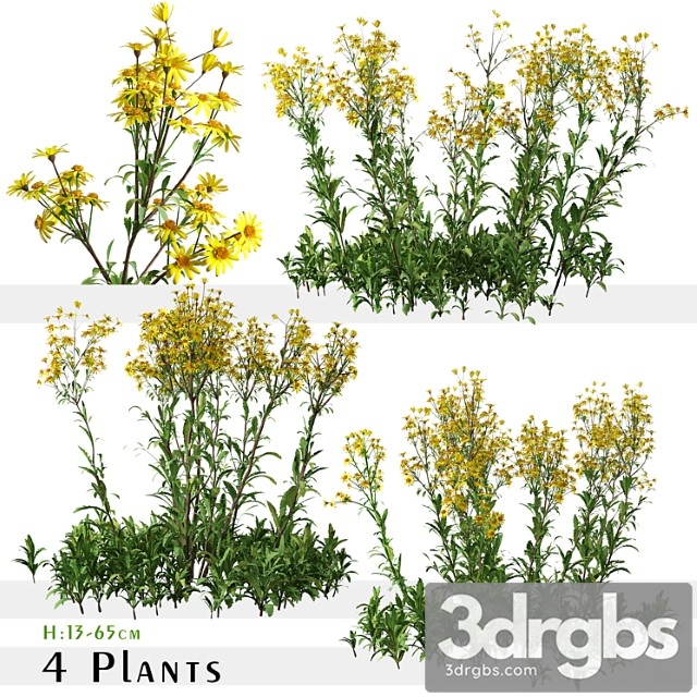 Set of senecio jacobaea wild flowers (tansy ragwort) (4 plants) - thumbnail 1