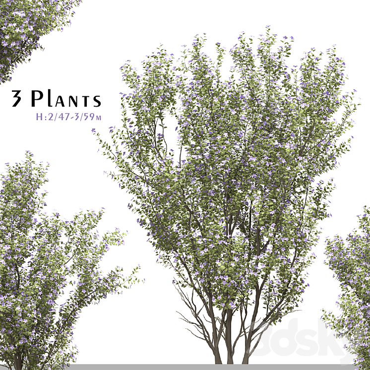 Set of Tibouchina Semidecandra Plant ( Princess flower ) ( 3 Plants ) 3DS Max Model - thumbnail 1