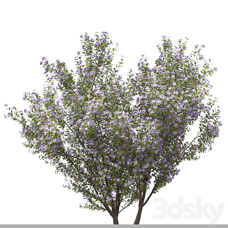 Set of Tibouchina Semidecandra Plant ( Princess flower ) ( 3 Plants ) 3DS Max - thumbnail 2