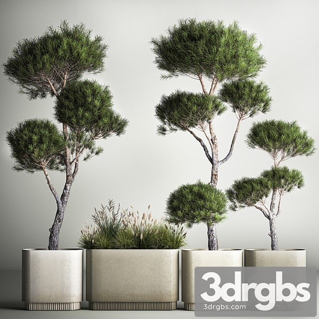 Small Trees in Pots Pine Topiary Field Flowers Bush Kovil Grass Collection Plants 1177 3dsmax Download - thumbnail 1