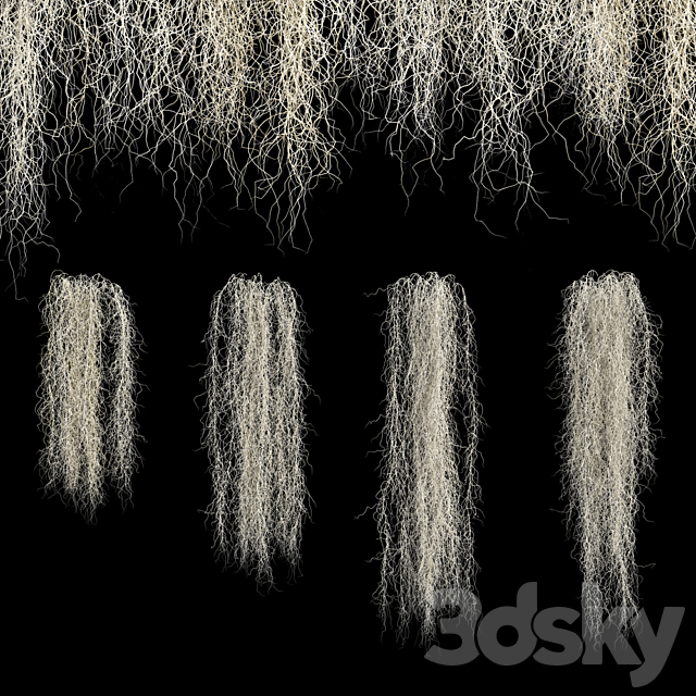 Spanish moss 3ds Max - thumbnail 1