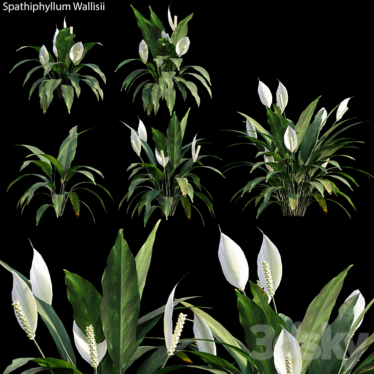 Spathiphyllum Wallisii 01 3DS Max - thumbnail 1