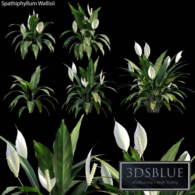 Spathiphyllum Wallisii 01 3DS Max - thumbnail 3