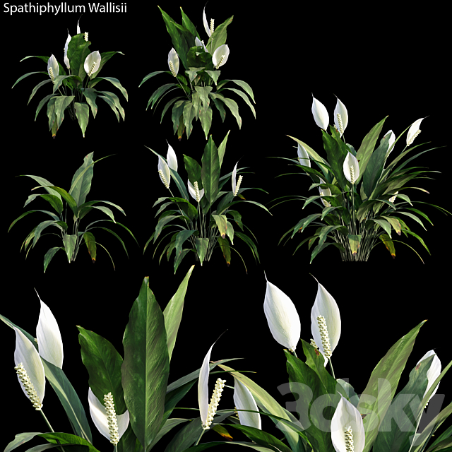 Spathiphyllum Wallisii 01 3DSMax File - thumbnail 1