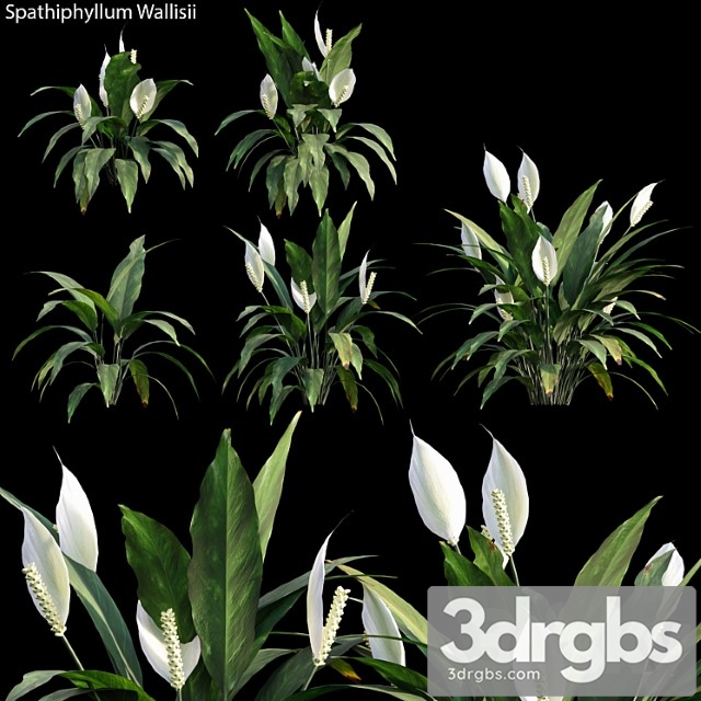 Spathiphyllum wallisii 01 - thumbnail 1