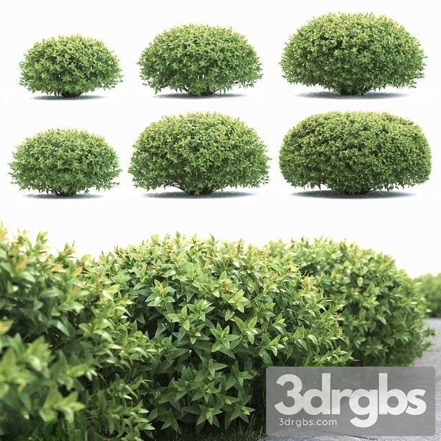 Spiraea Japanese 2 Spirea Japonica 3dsmax Download - thumbnail 1