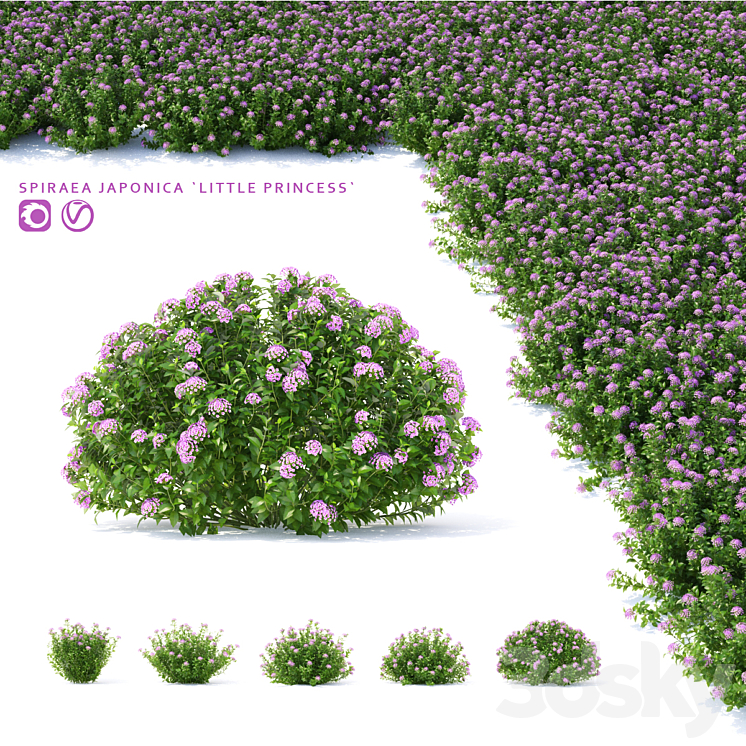 Spiraea japanese bushes | Spiraea japonica Little Princess 3DS Max - thumbnail 1