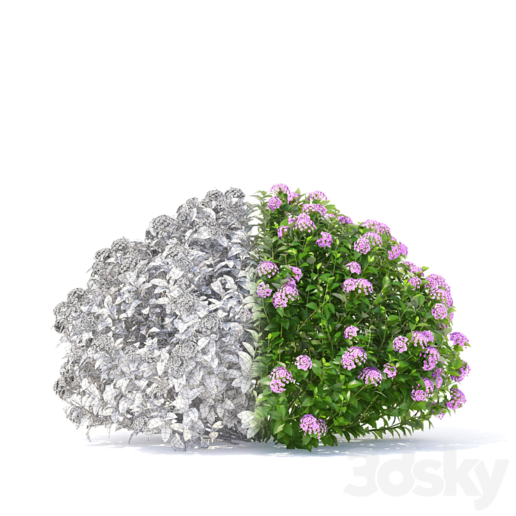 Spiraea japanese bushes | Spiraea japonica Little Princess 3DS Max - thumbnail 2