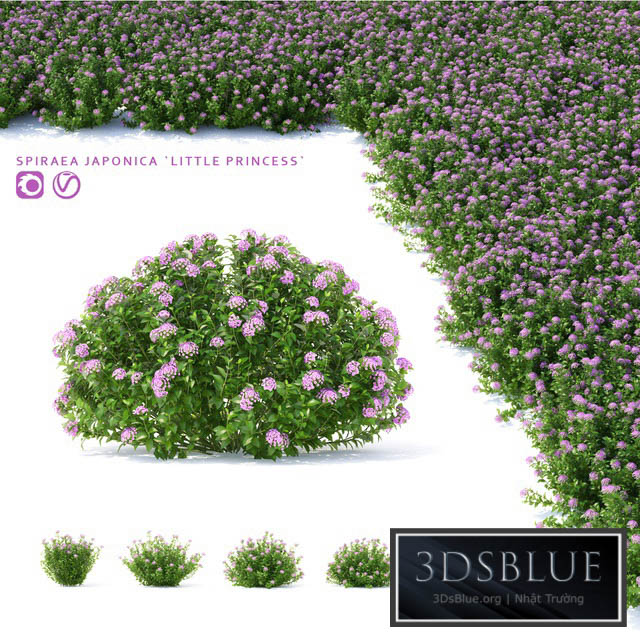 Spiraea japanese bushes | Spiraea japonica Little Princess 3DS Max - thumbnail 3