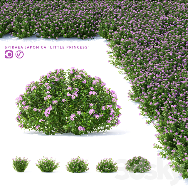 Spiraea japanese bushes | Spiraea japonica Little Princess 3DSMax File - thumbnail 1