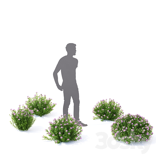 Spiraea japanese bushes | Spiraea japonica Little Princess 3DSMax File - thumbnail 3