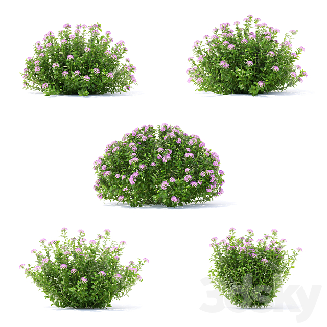 Spiraea japanese bushes | Spiraea japonica Little Princess 3DSMax File - thumbnail 4