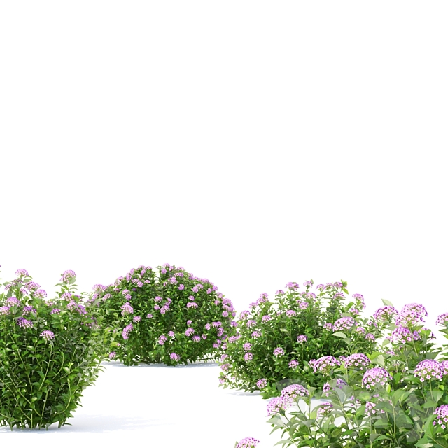 Spiraea japanese bushes | Spiraea japonica Little Princess 3DSMax File - thumbnail 5