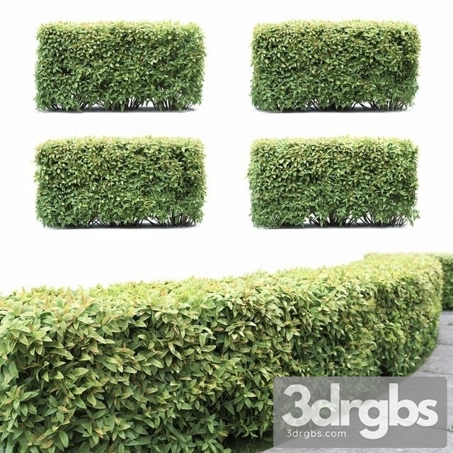 Spiraea Japonica Hedge 3dsmax Download - thumbnail 1