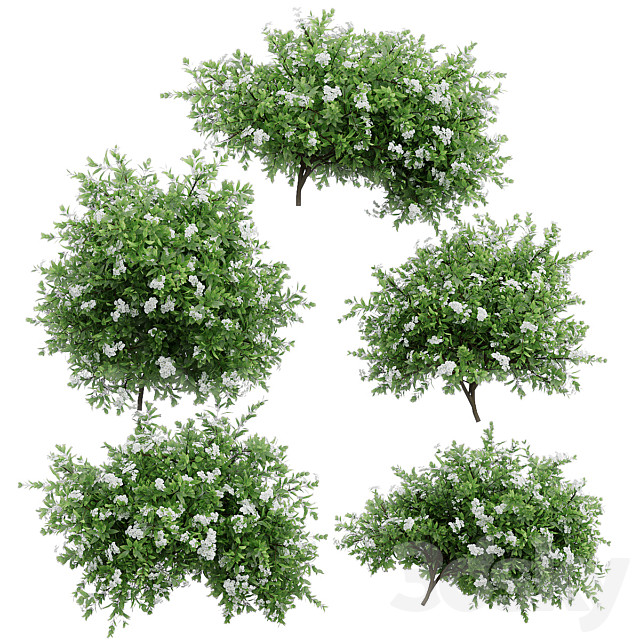 Spirea plant bushes. 5 models 3ds Max - thumbnail 1