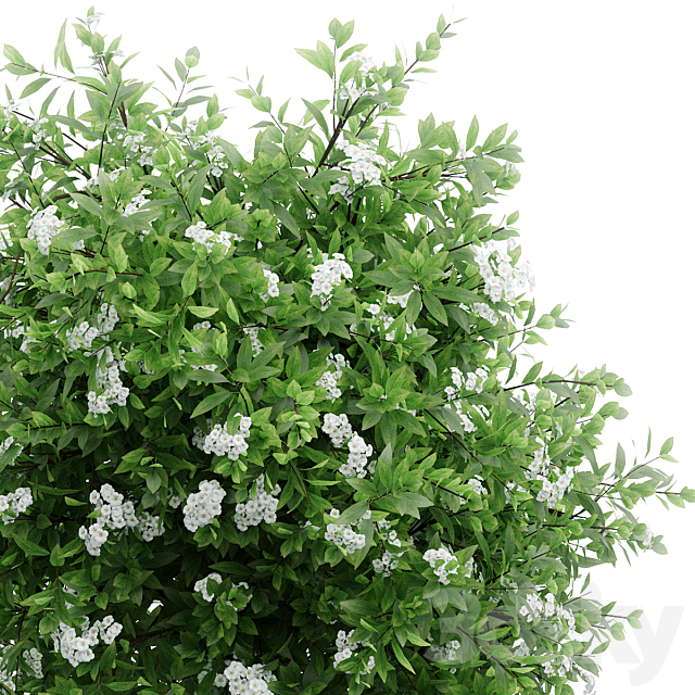 Spirea plant bushes. 5 models 3ds Max - thumbnail 2