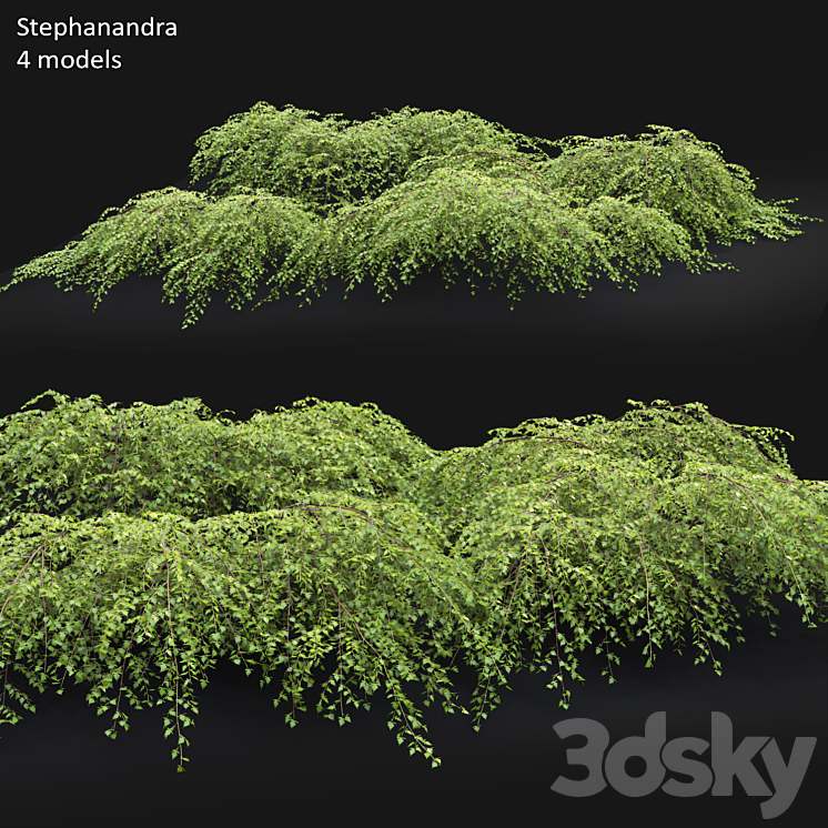 Stephanandra # 1 3DS Max - thumbnail 1