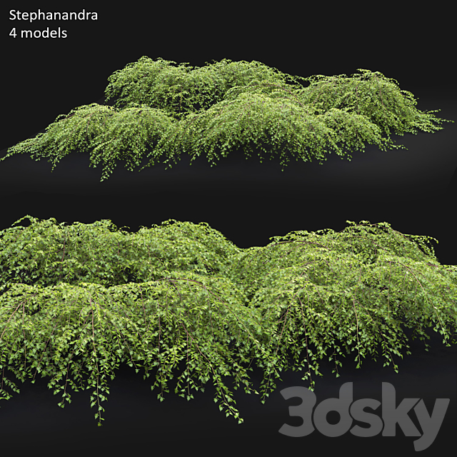 Stephanandra # 1 3DSMax File - thumbnail 1