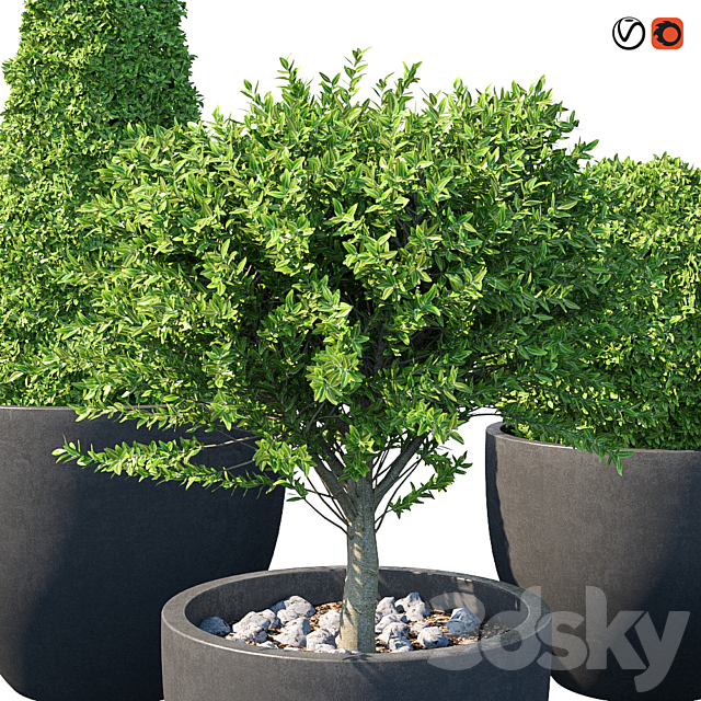 Street bushes in pots IV 3ds Max - thumbnail 2