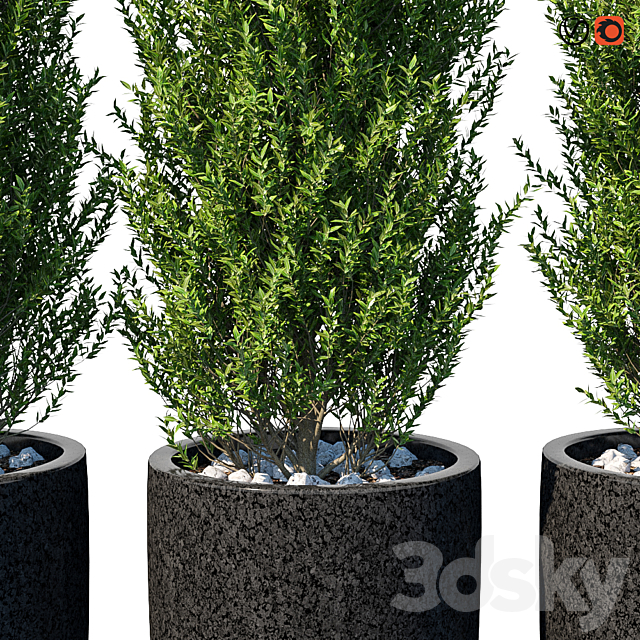 Street bushes in pots VI 3DS Max Model - thumbnail 2