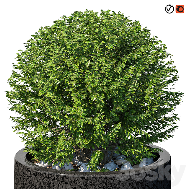 Street bushes in pots VIII 3ds Max - thumbnail 2