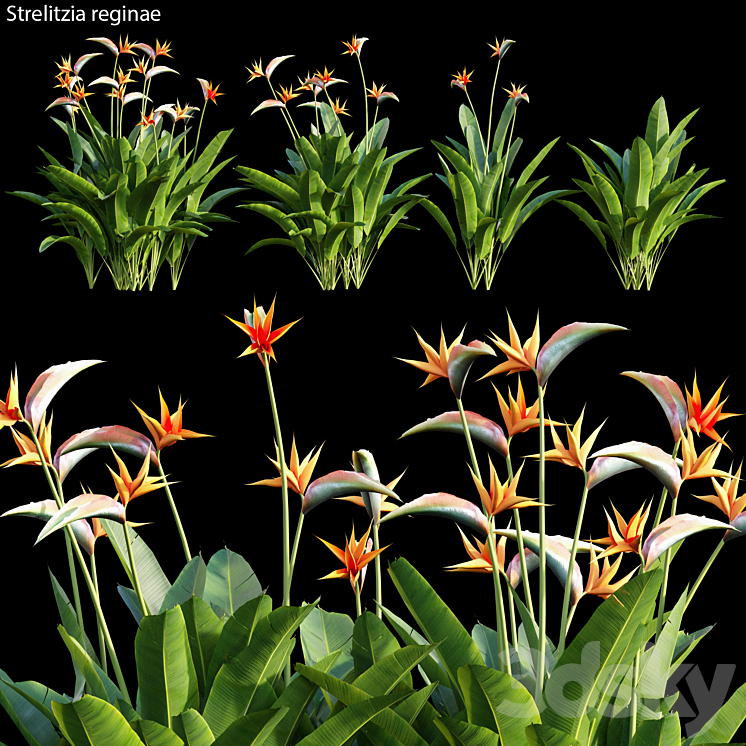 Strelitzia reginae 01 3DS Max - thumbnail 1