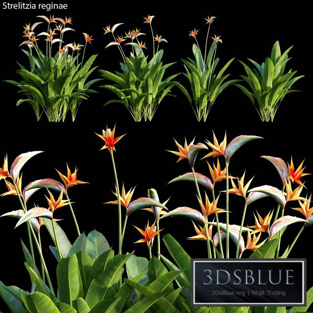 Strelitzia reginae 01 3DS Max - thumbnail 3